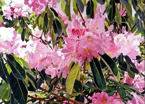 Arboretum Rhododendrons