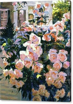 Hollywood Cottage Garden Roses