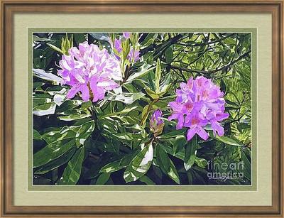 Lavender Rhododendrons sells